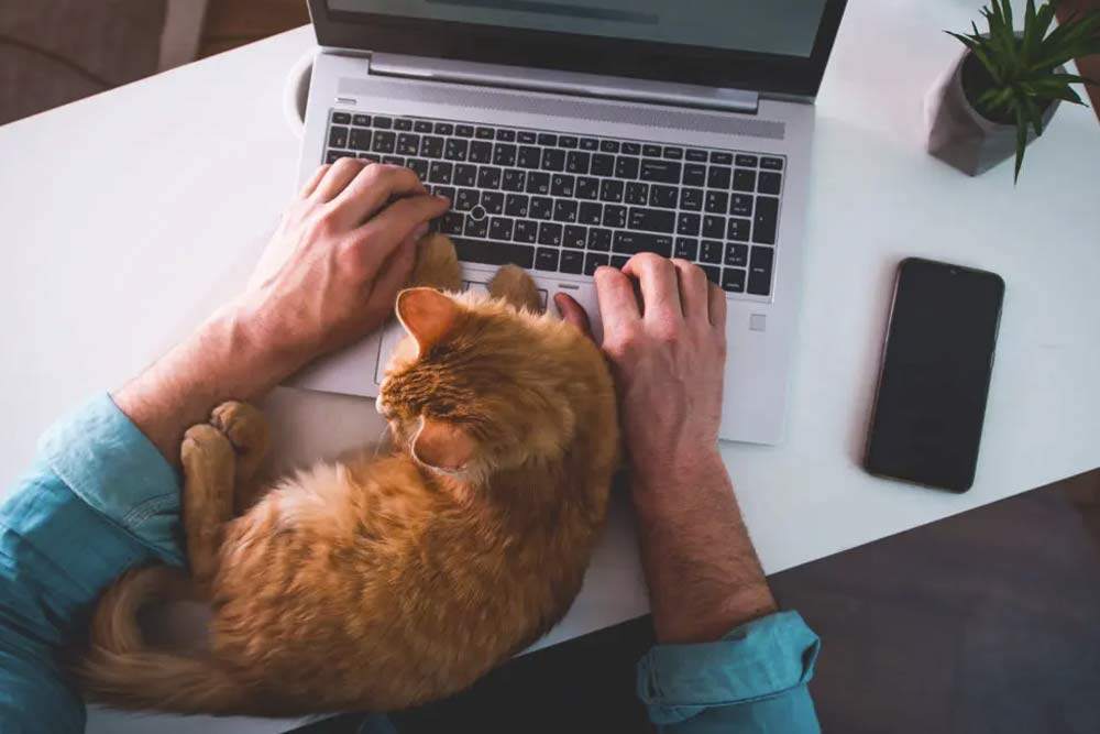 diseño web para clinicas veterinarias