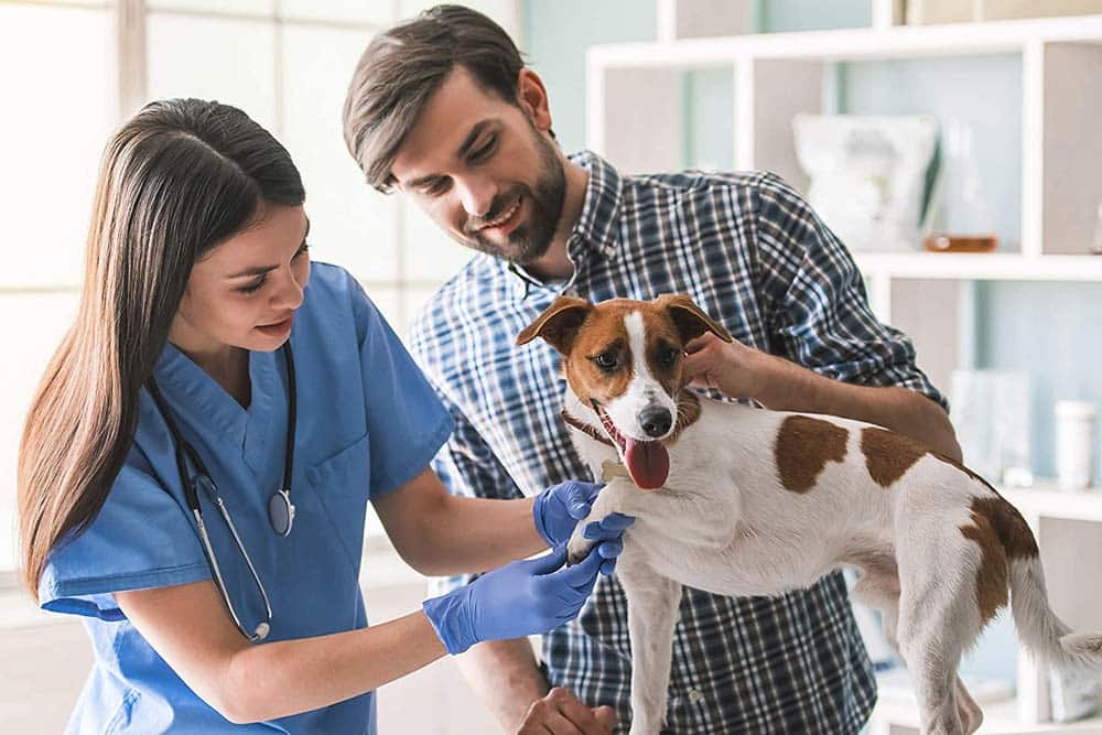 seo para clinicas veterinarias